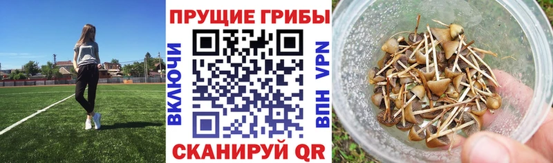 кракен как войти  Серпухов  Галлюциногенные грибы MAGIC MUSHROOMS 